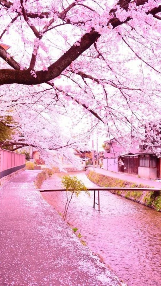 樱花VPS，邂逅樱花盛开的奇妙世界，中文字幕的魅力之旅插图