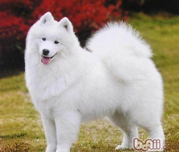 狗爹优惠码，人与犬的共享福利插图