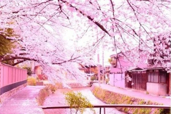 樱花VPS，邂逅樱花盛开的奇妙世界，中文字幕的魅力之旅-新乐天