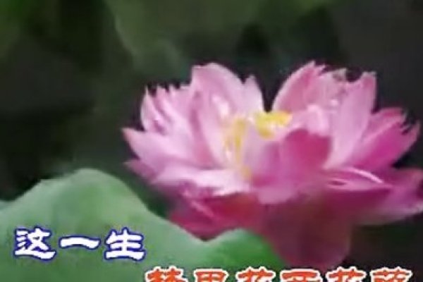 荷花直播在线观看免费完整版高清体验-新乐天