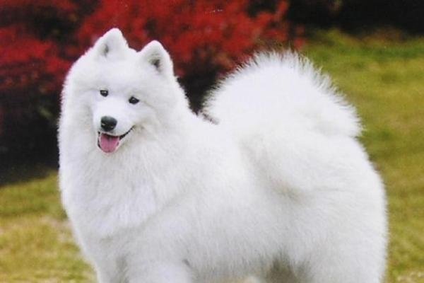 狗爹优惠码，人与犬的共享福利-新乐天