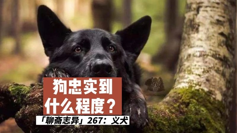 安身之狗的深义插图 安身之狗的深义插图