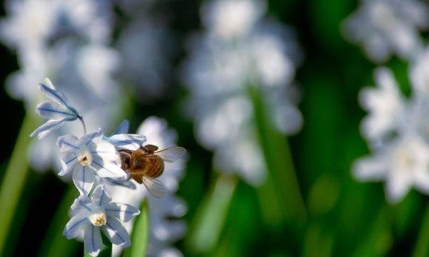 暗香浮动生肖探秘插图