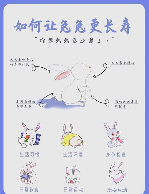 安于现状打一生肖—论生肖兔的处世之道插图