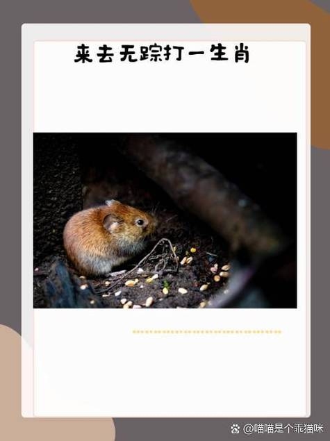 白费心机非生肖，揭示背后的真相与误解插图