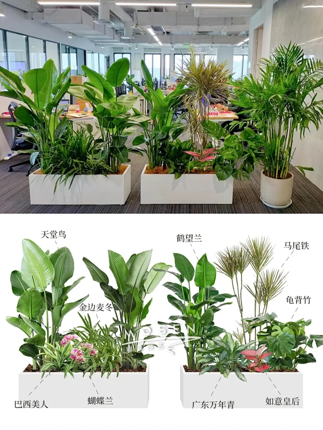 办公室植物摆放风水，打造和谐办公环境的艺术插图