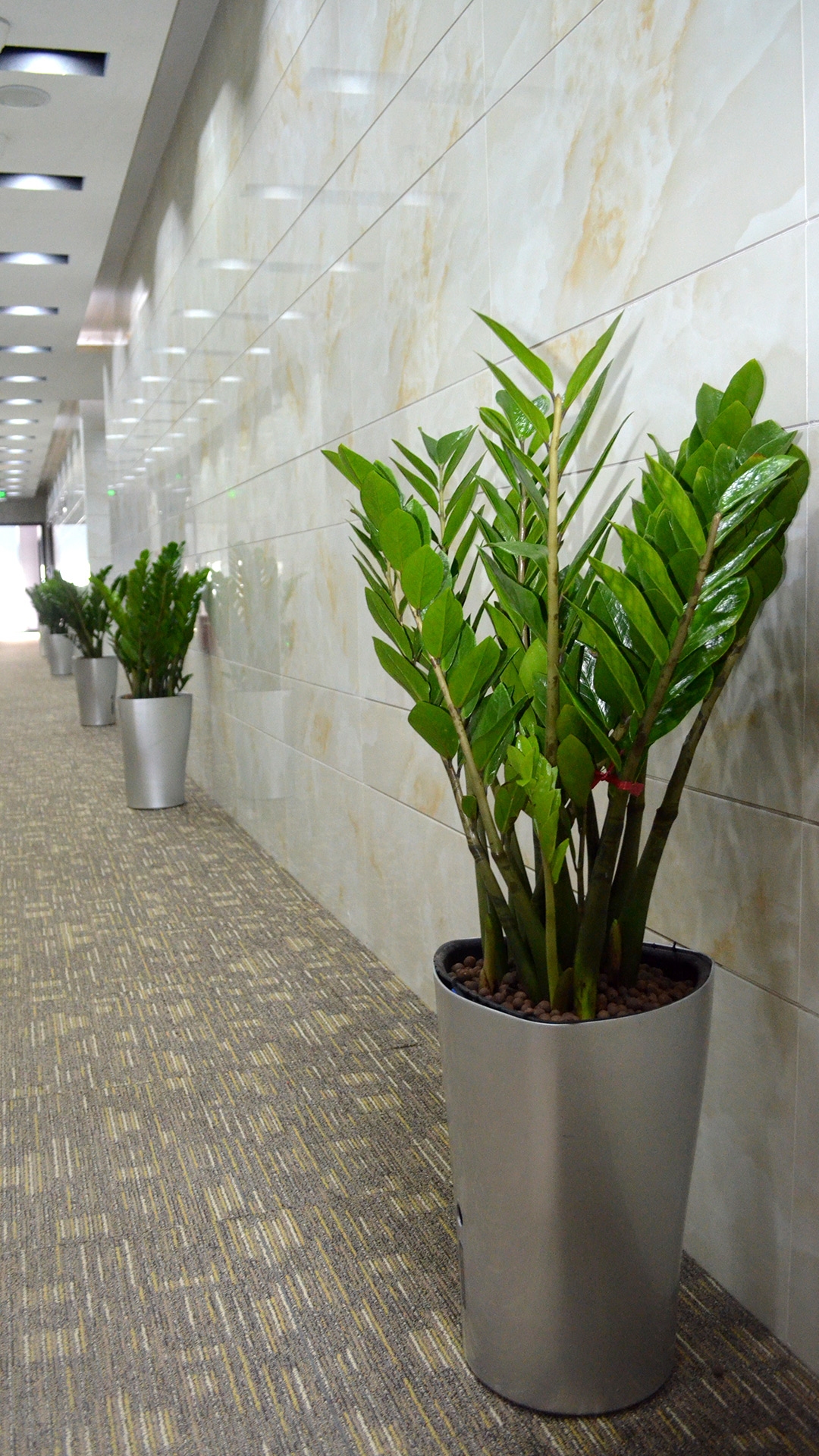 办公室摆放植物风水研究插图