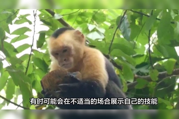 班门弄斧与生肖之趣插图