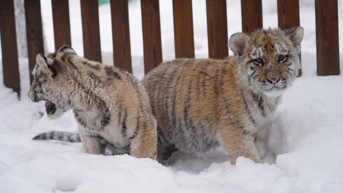 冰天雪地象征生肖，虎、狗或兔插图