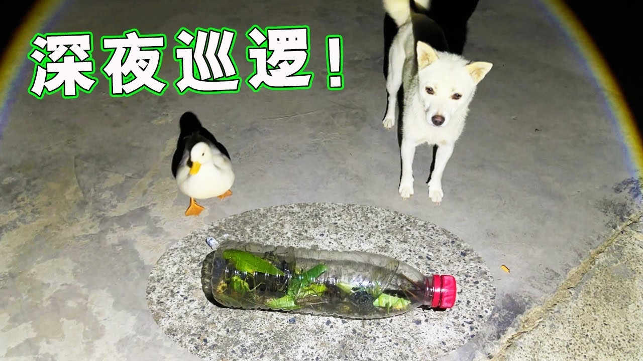 半夜三更打一个动物—谜中谜插图