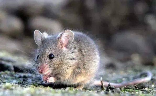 半夜三更的生肖动物—神秘之鼠插图