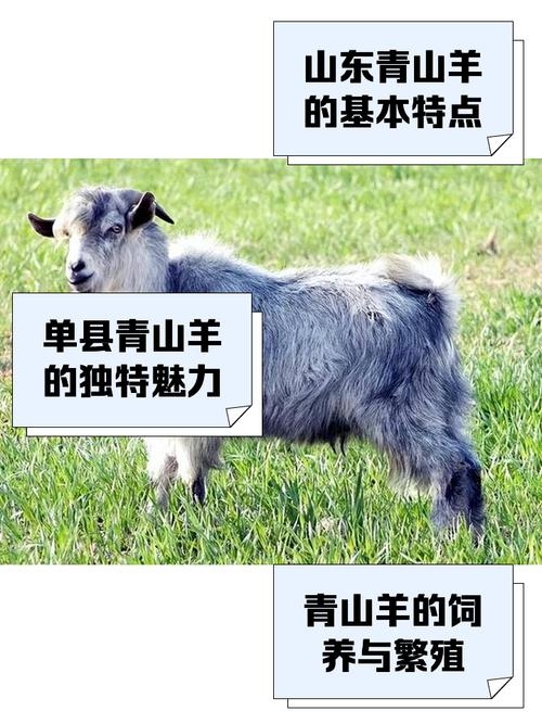 草木逢春指的是生肖羊插图 草木逢春指的是生肖羊插图