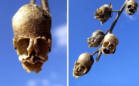 草木凋零生肖探插图