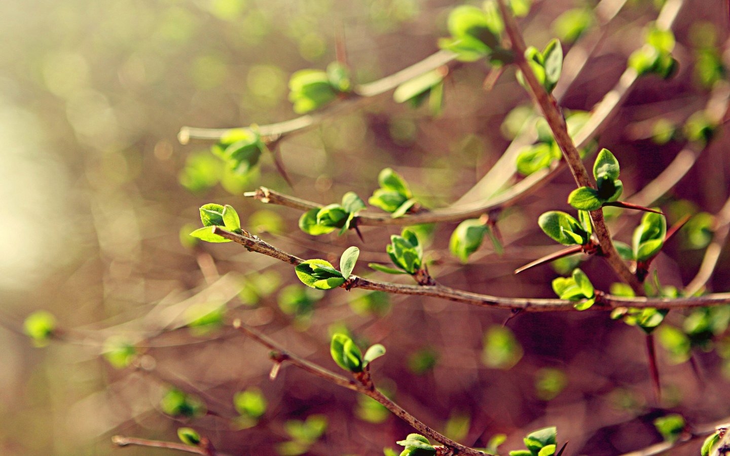 初四立春，几点钟的春意盎然插图