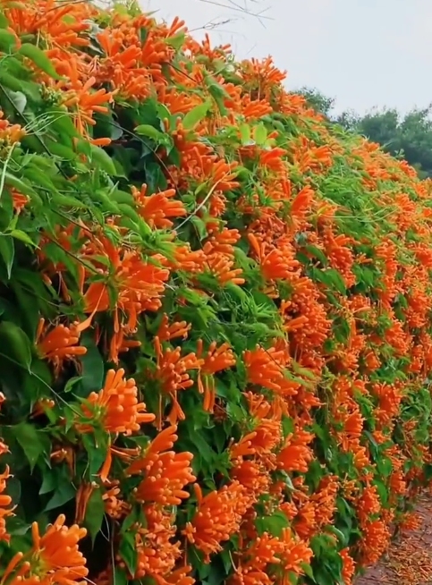 初旬的含义与影响插图