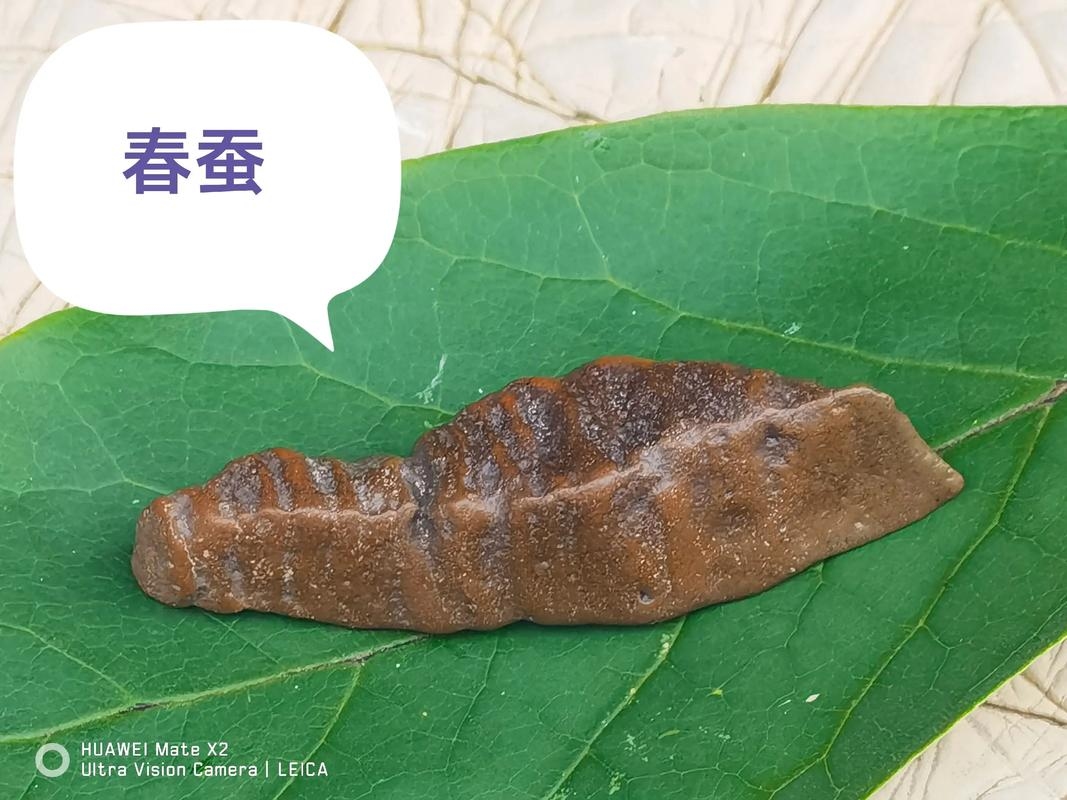 春蚕精神，敬业奉献，智慧前行插图