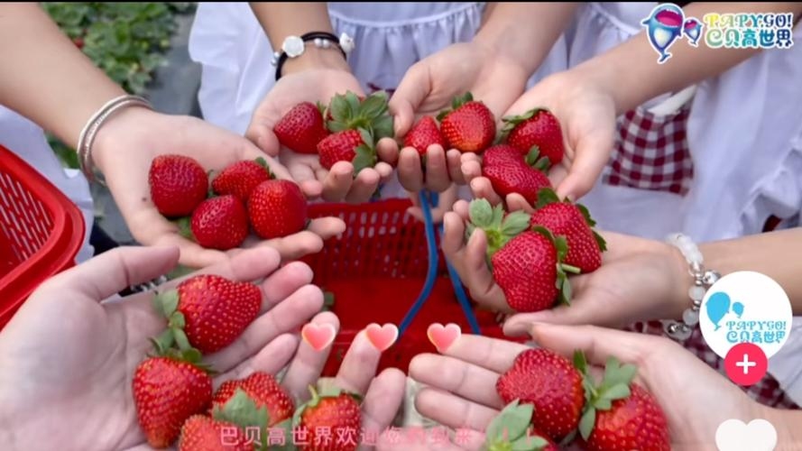 草莓视频，多彩生活，无限乐趣插图