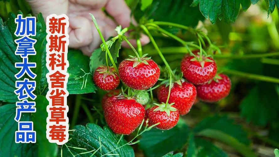 草莓视频，在线观看免费完整的影视新体验插图