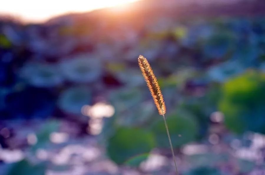 处暑，夏末秋初的节气之韵插图