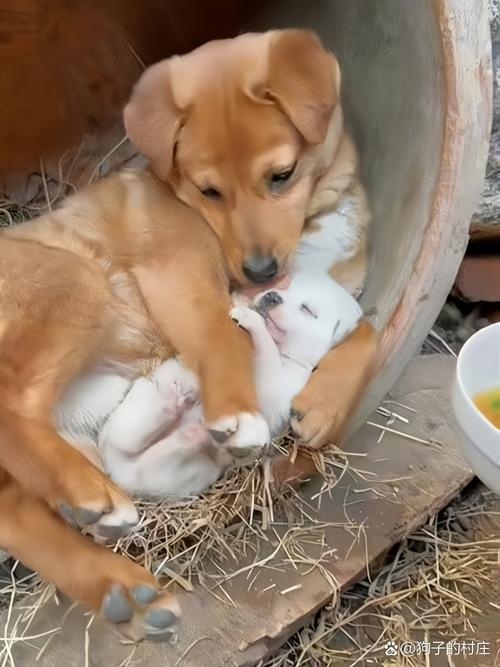 豆豆，母狗狗的温馨陪伴插图