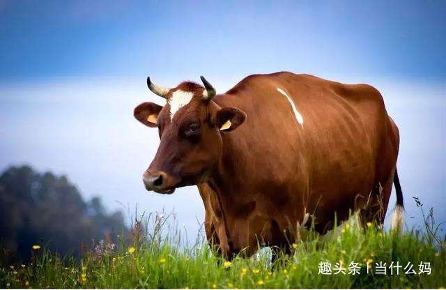 点石成金，揭秘最佳生肖，牛插图