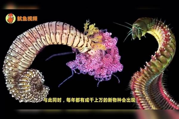 动物名称大全，探索自然界的奇妙生物插图