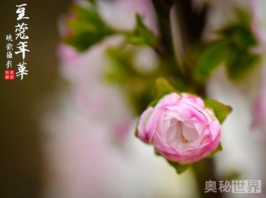 豆蔻年华,探索青春最绚烂的年纪插图 豆蔻年华,探索青春最绚烂的年纪插图