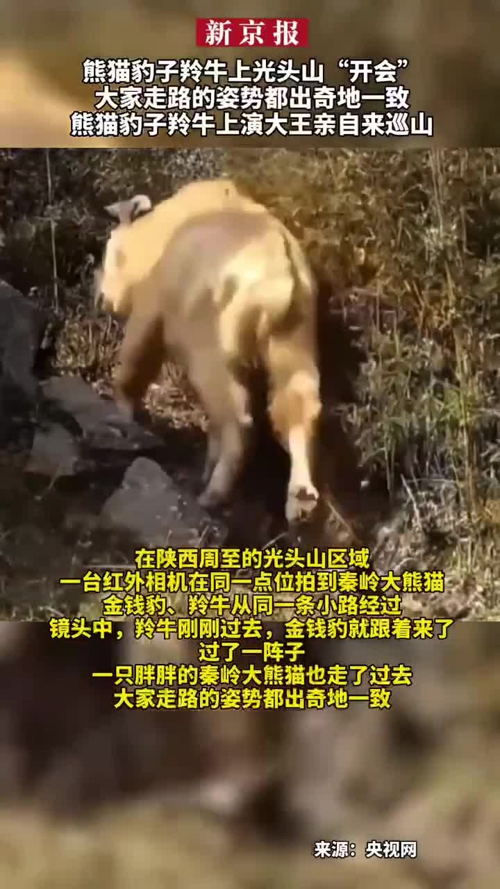 大熊猫走路姿势与内八字插图