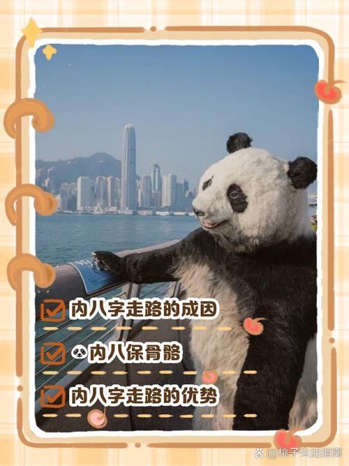 大熊猫走路为何内八字插图