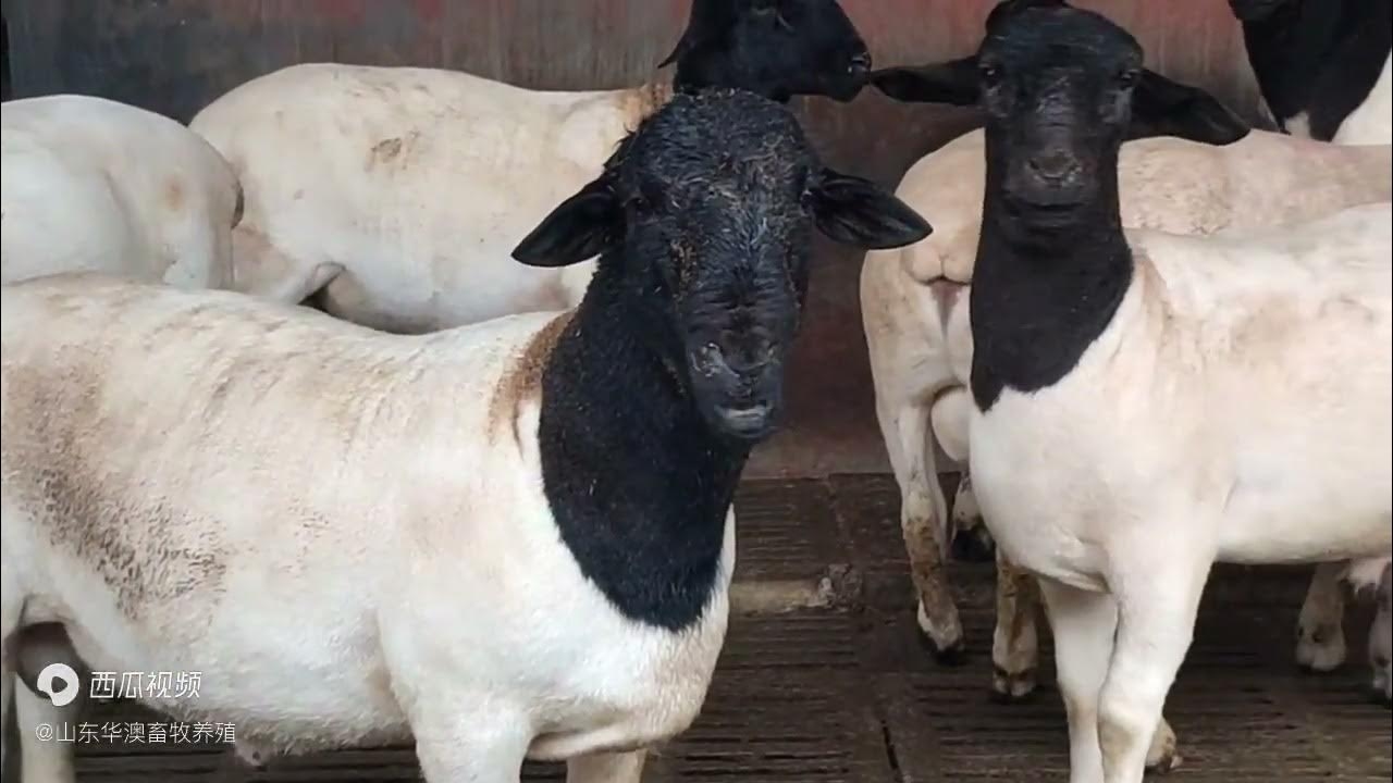 得禄之羊，解读养殖业的吉祥寓意插图