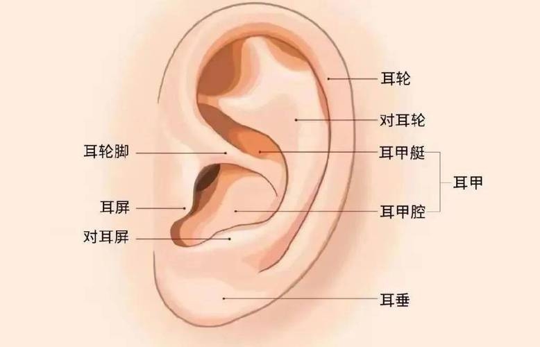 耳朵大小与福气无关，传统相学VS科学解读，理性看待文化习俗插图