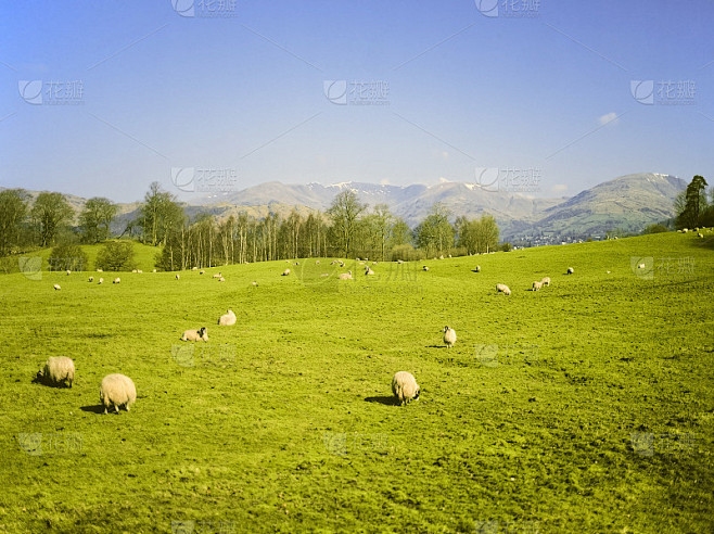 风光无限，生肖羊成最靓风景线插图