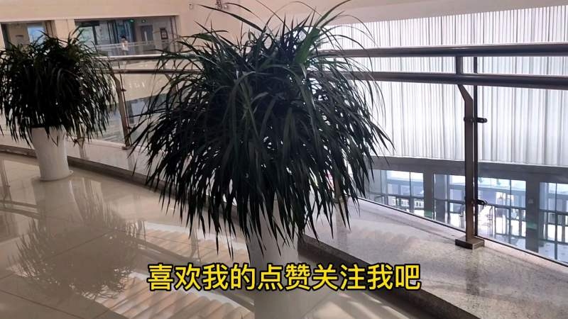 房前屋后种树讲究，龙须、红豆杉添吉祥，避桑柳保聚气插图