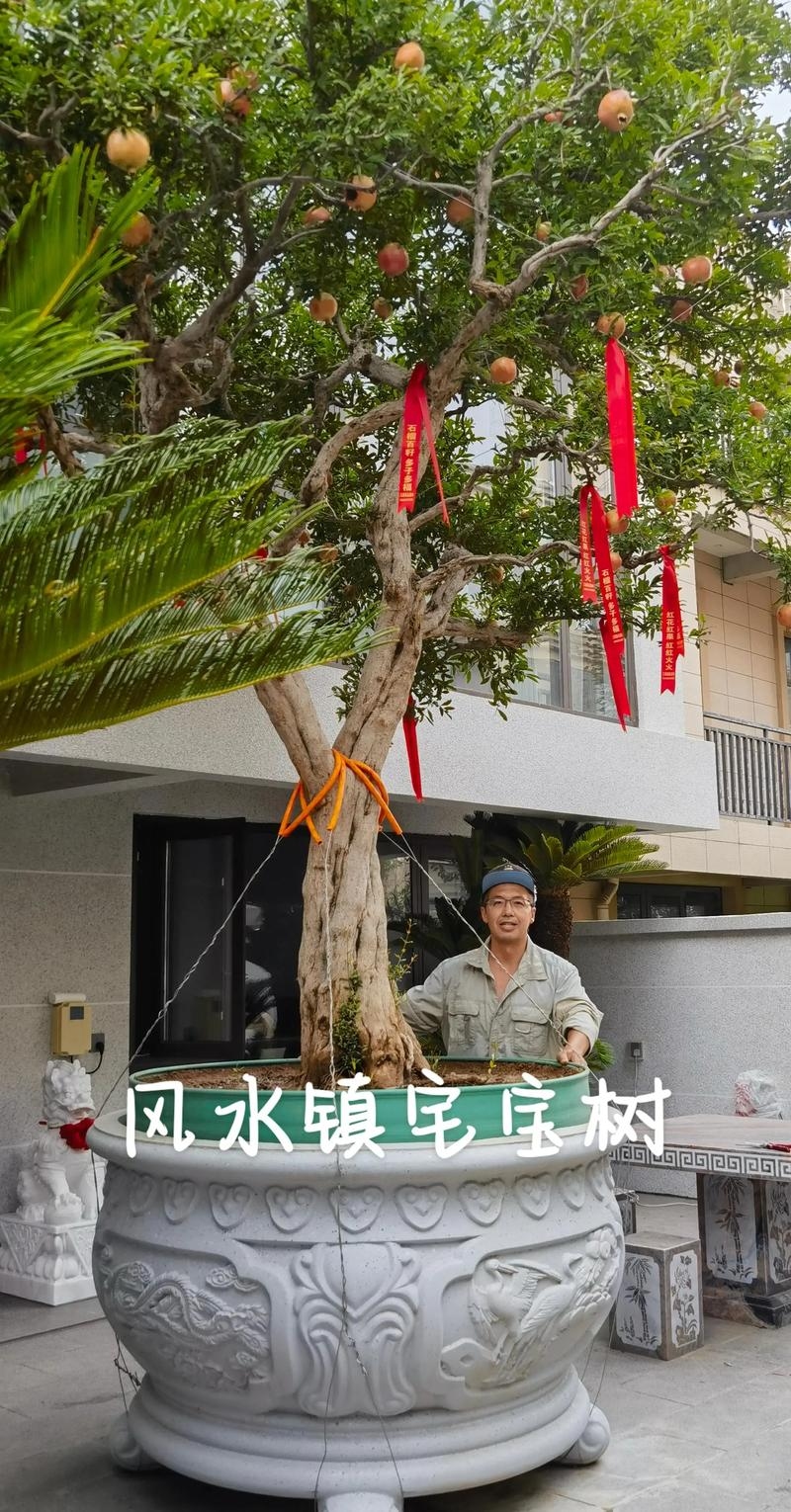 风水树种选得好，坟地人财两旺！插图