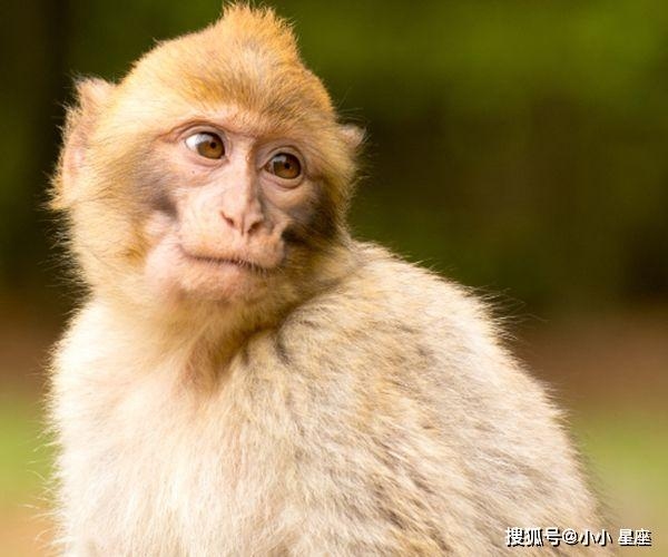 福无双至是什么生肖插图