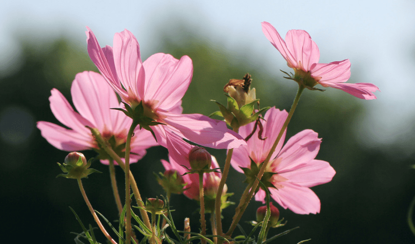 风韵犹存的生肖特点插图