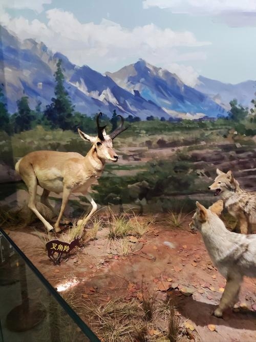 飞苍走黄—探寻神秘动物世界的踪迹插图