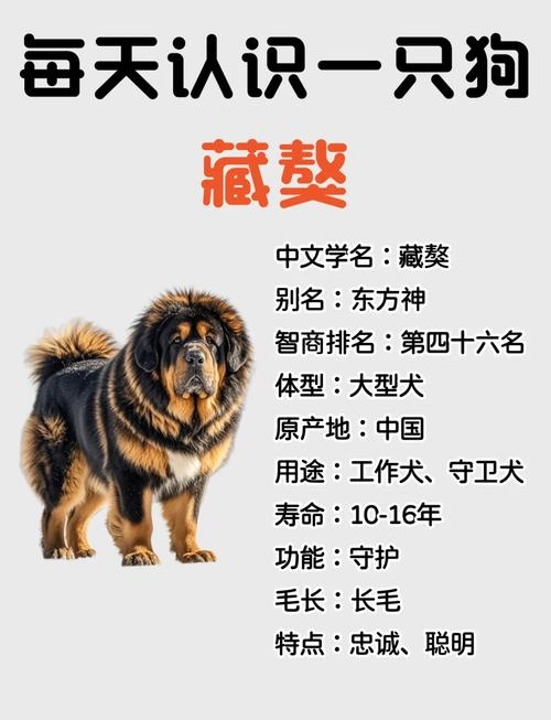 给藏獒起名，为爱与智慧共同谱写传奇插图