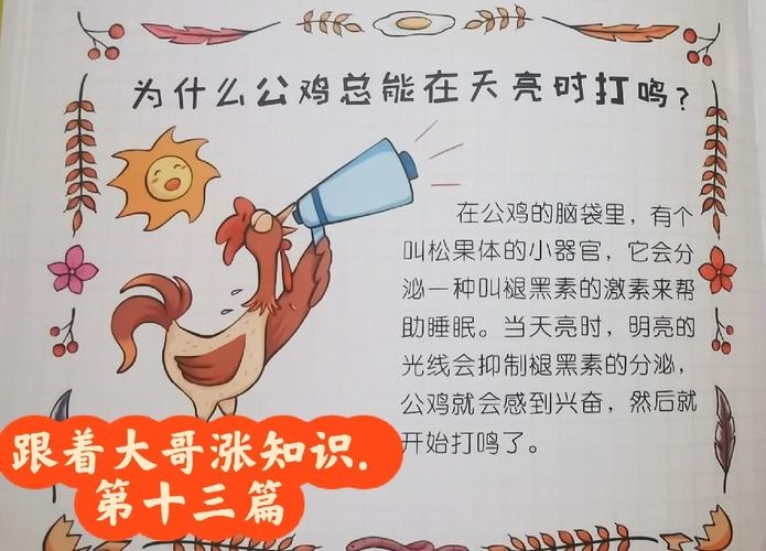 公鸡打鸣的奥秘，揭秘几点打鸣的自然规律插图