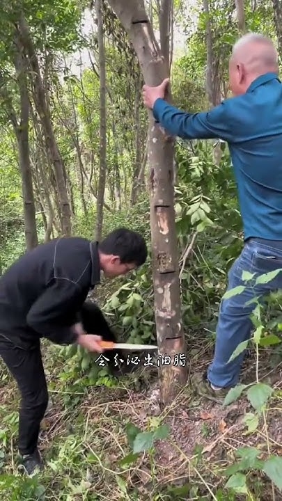 根雕艺术，从自然之根到匠心独运的奇妙之旅插图