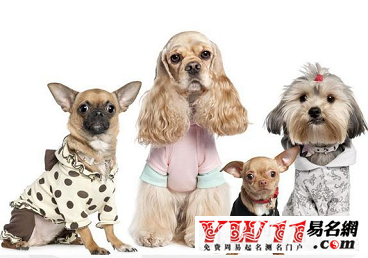 各种宠物狗名字大观插图