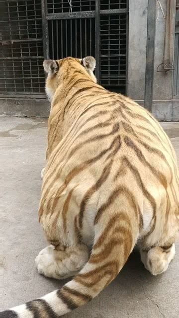 虎背熊腰与生肖之谜插图