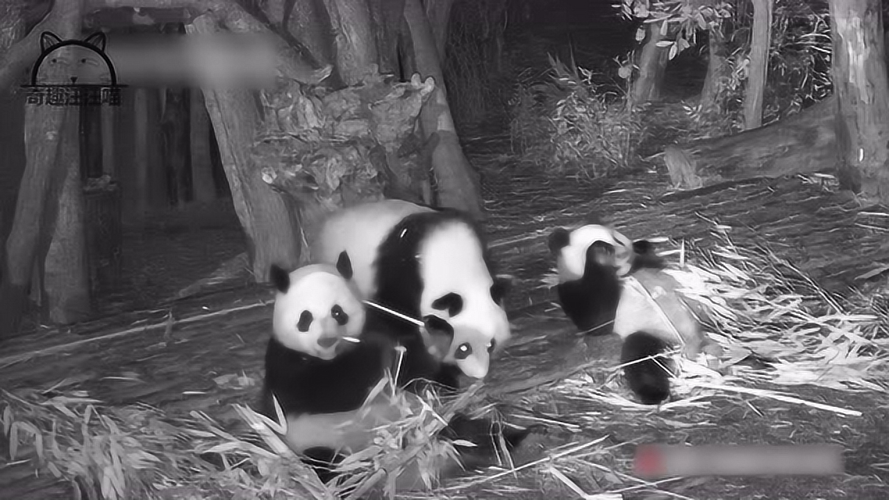 黑灯瞎火之谜,动物探秘插图 黑灯瞎火之谜,动物探秘插图