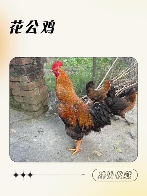 花花公子指的是生肖鸡插图