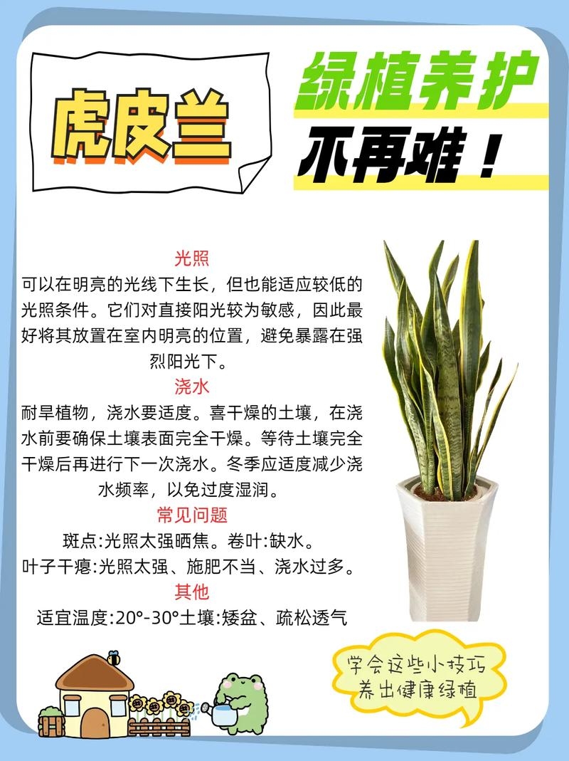 虎皮兰的风水作用插图 虎皮兰的风水作用插图