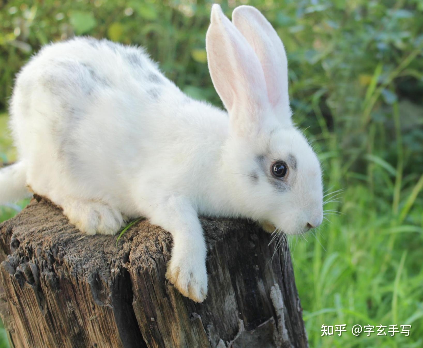 火上浇油是什么生肖？揭秘生肖与情绪的复杂关联插图