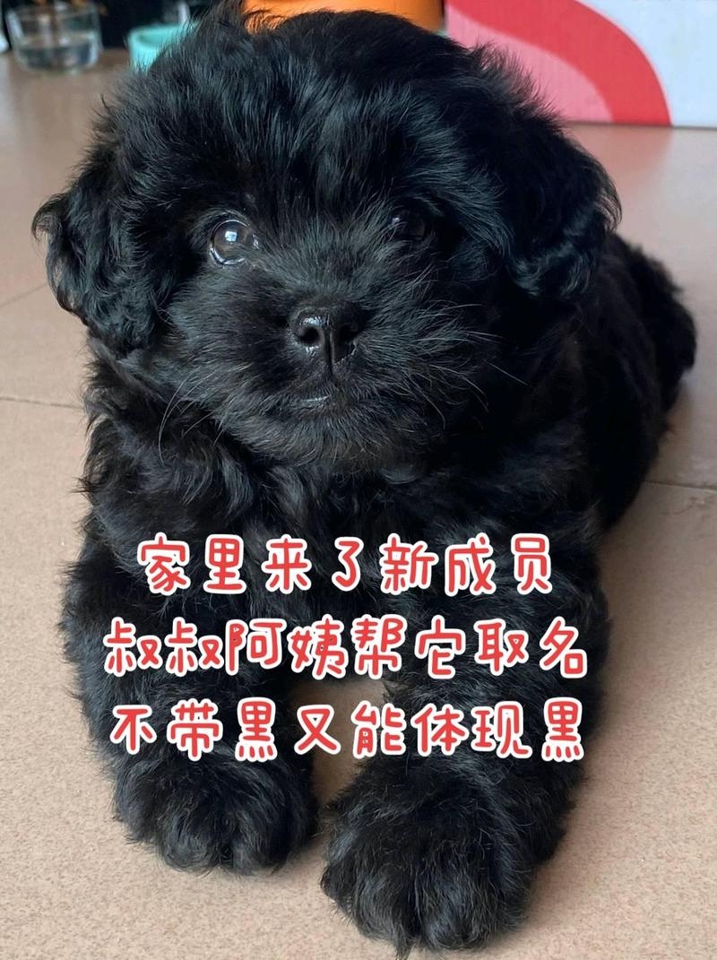 黑色小狗的10个可爱又好记的名字推荐插图 黑色小狗的10个可爱又好记的名字推荐插图