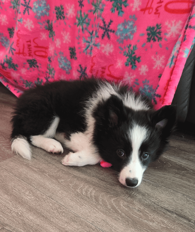 好听的女生名字，为小公主们挑选完美昵称插图