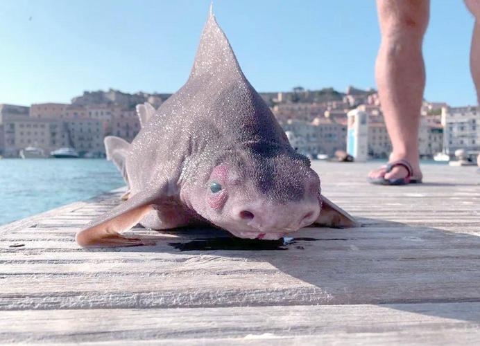 海猪，深海肉食动物，海洋的神秘圆滚滚居民插图
