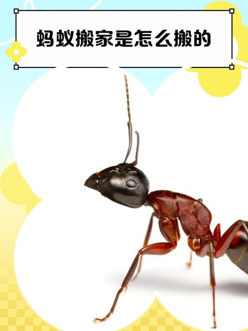 黑蚂蚁搬家，揭秘觅食与生态平衡的秘密插图